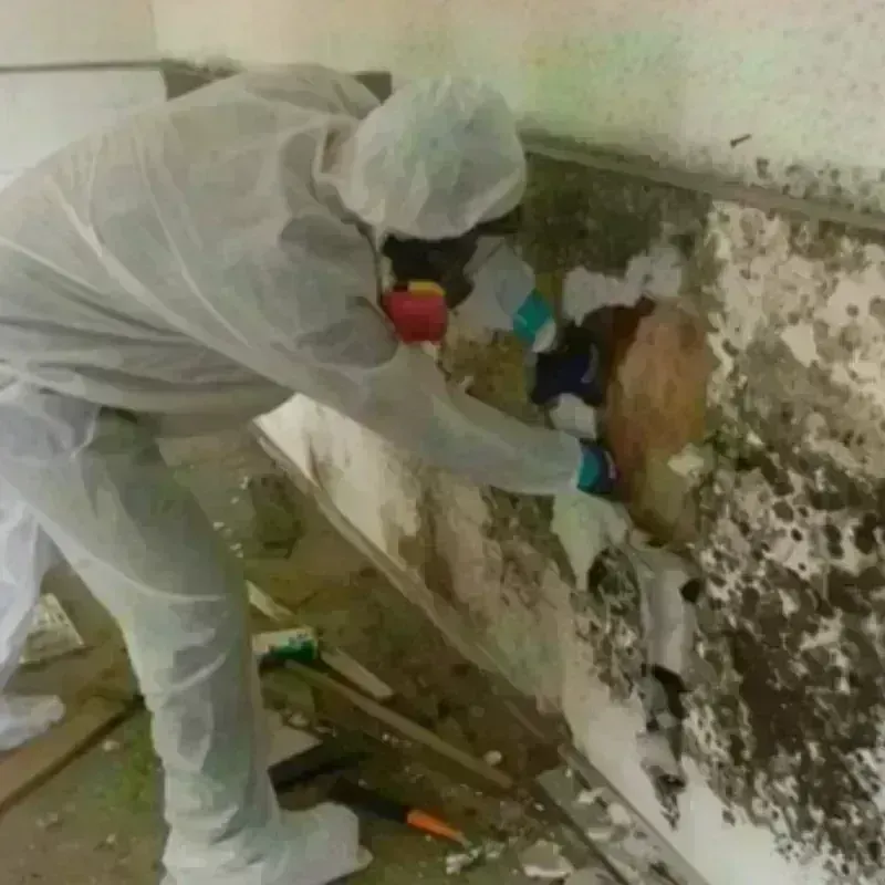 Mold Remediation and Removal in Marks, MS